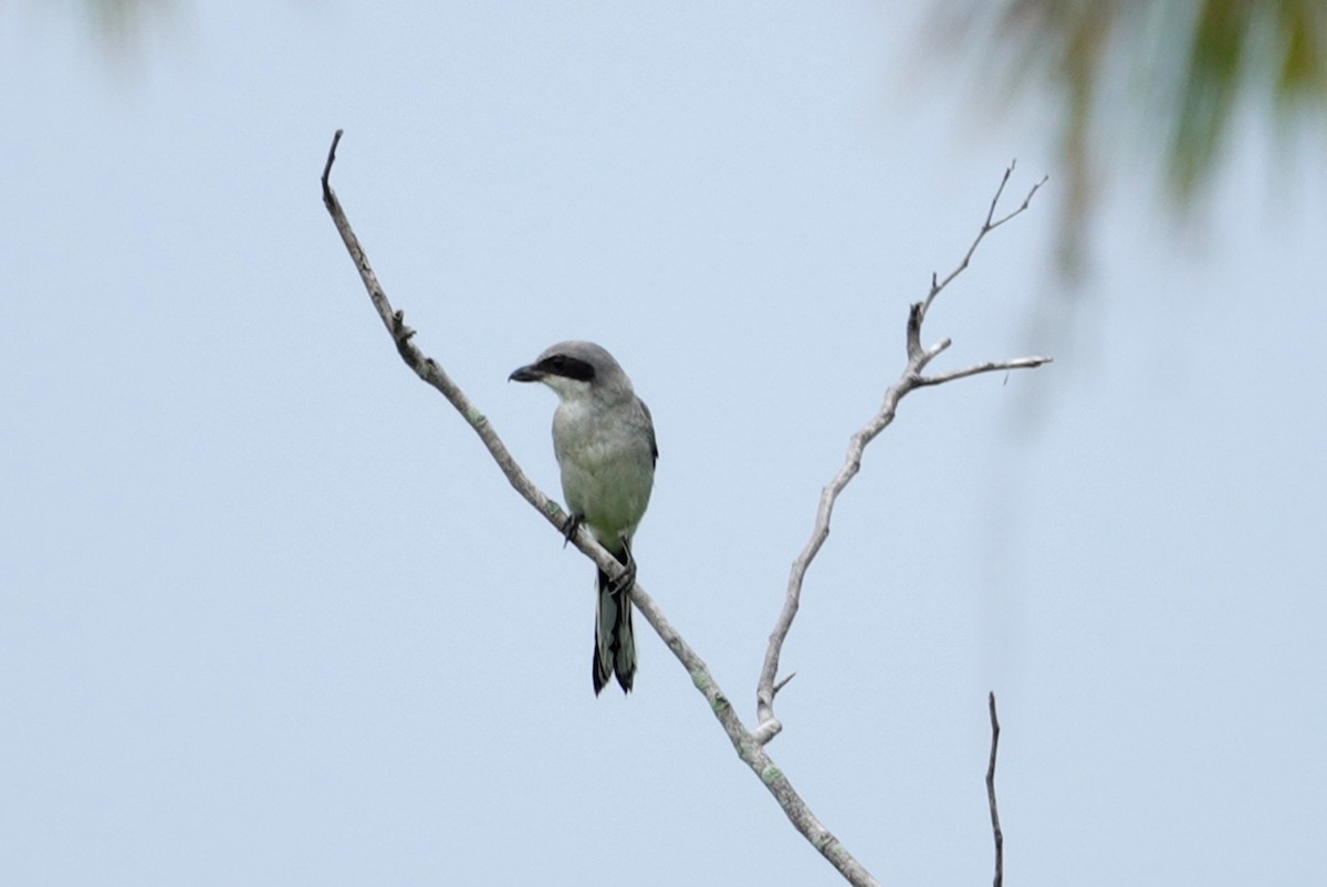 Loggerhead Shrike - ML167896501