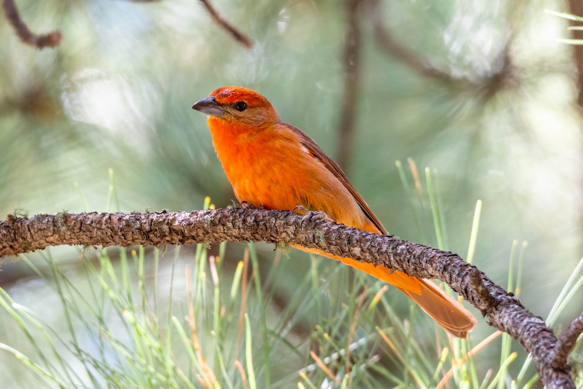Hepatic Tanager - ML167899471