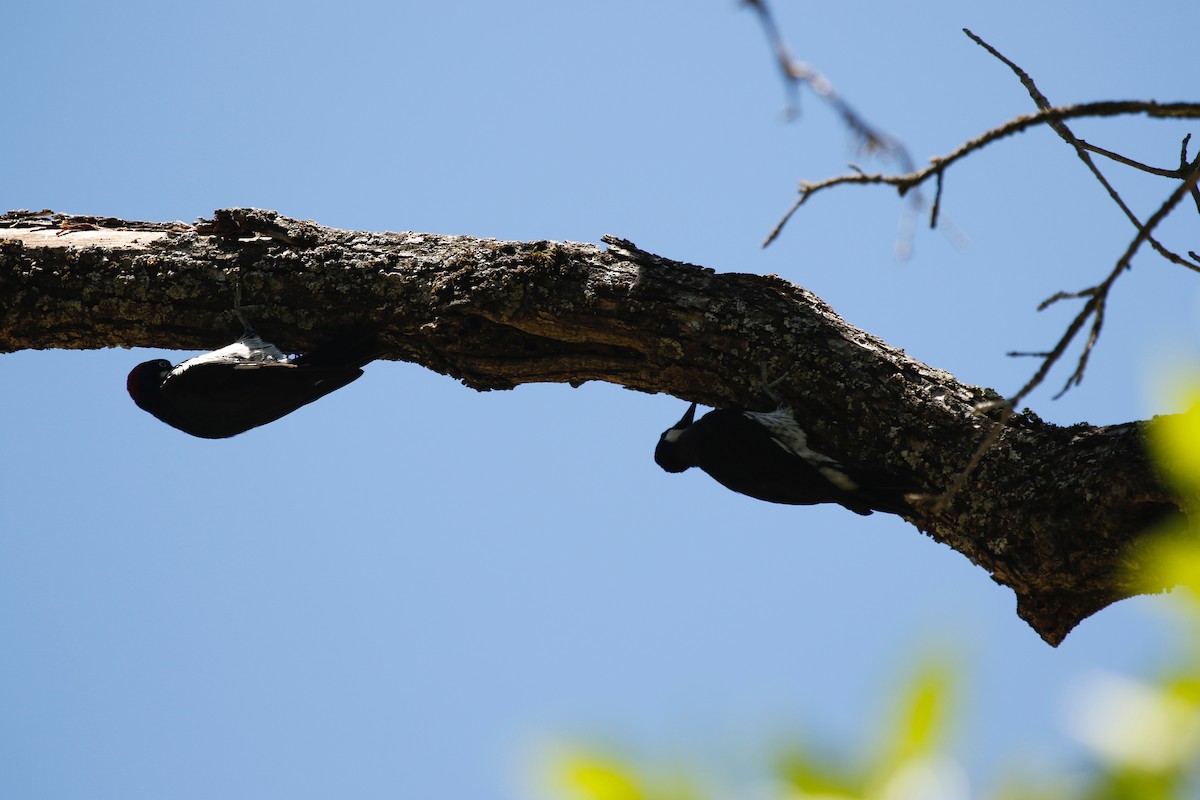 Acorn Woodpecker - ML167900501