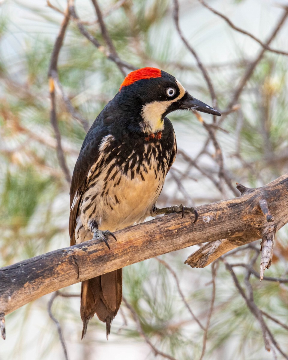 Acorn Woodpecker - ML167900961