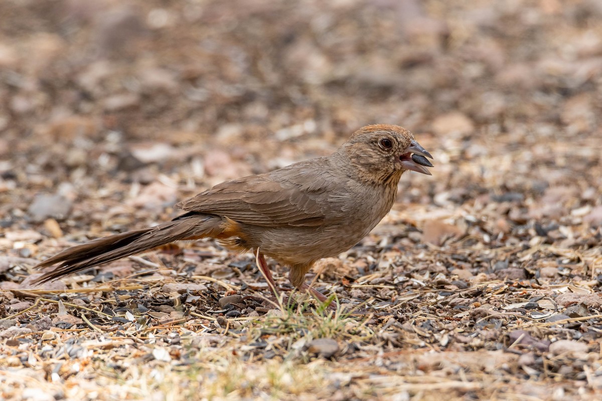 Canyon Towhee - ML167901171