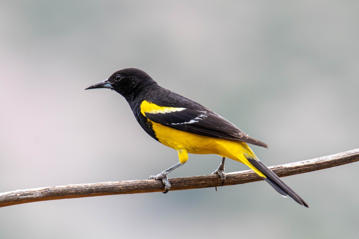 Scott's Oriole - ML167901231