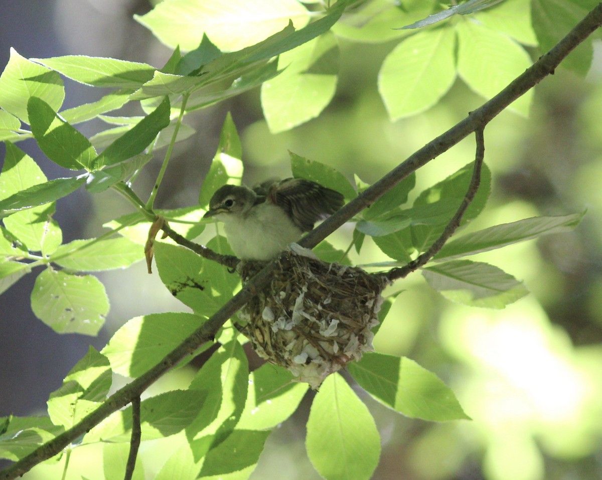 Cassin's Vireo - ML167901461