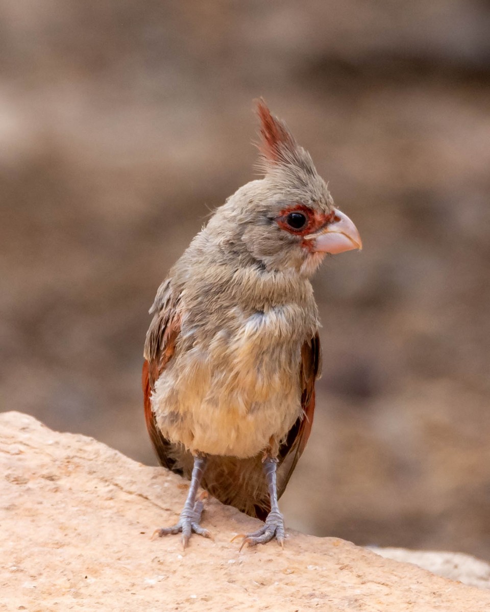 Pyrrhuloxia - ML167901511