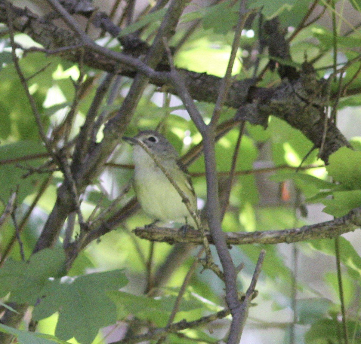 Cassin's Vireo - ML167901541