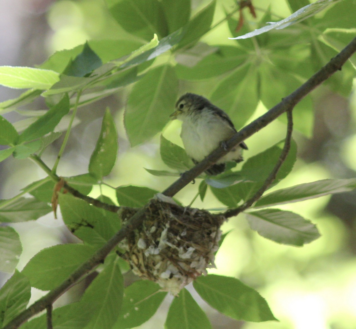 Cassin's Vireo - ML167901551