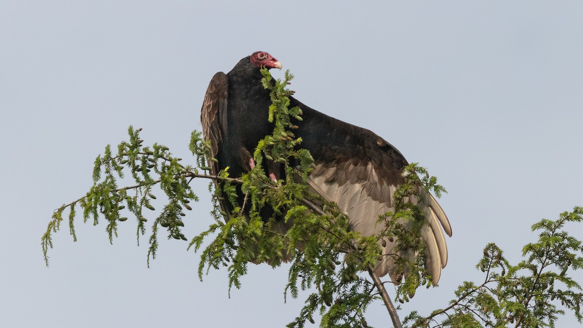 Turkey Vulture - ML167901951