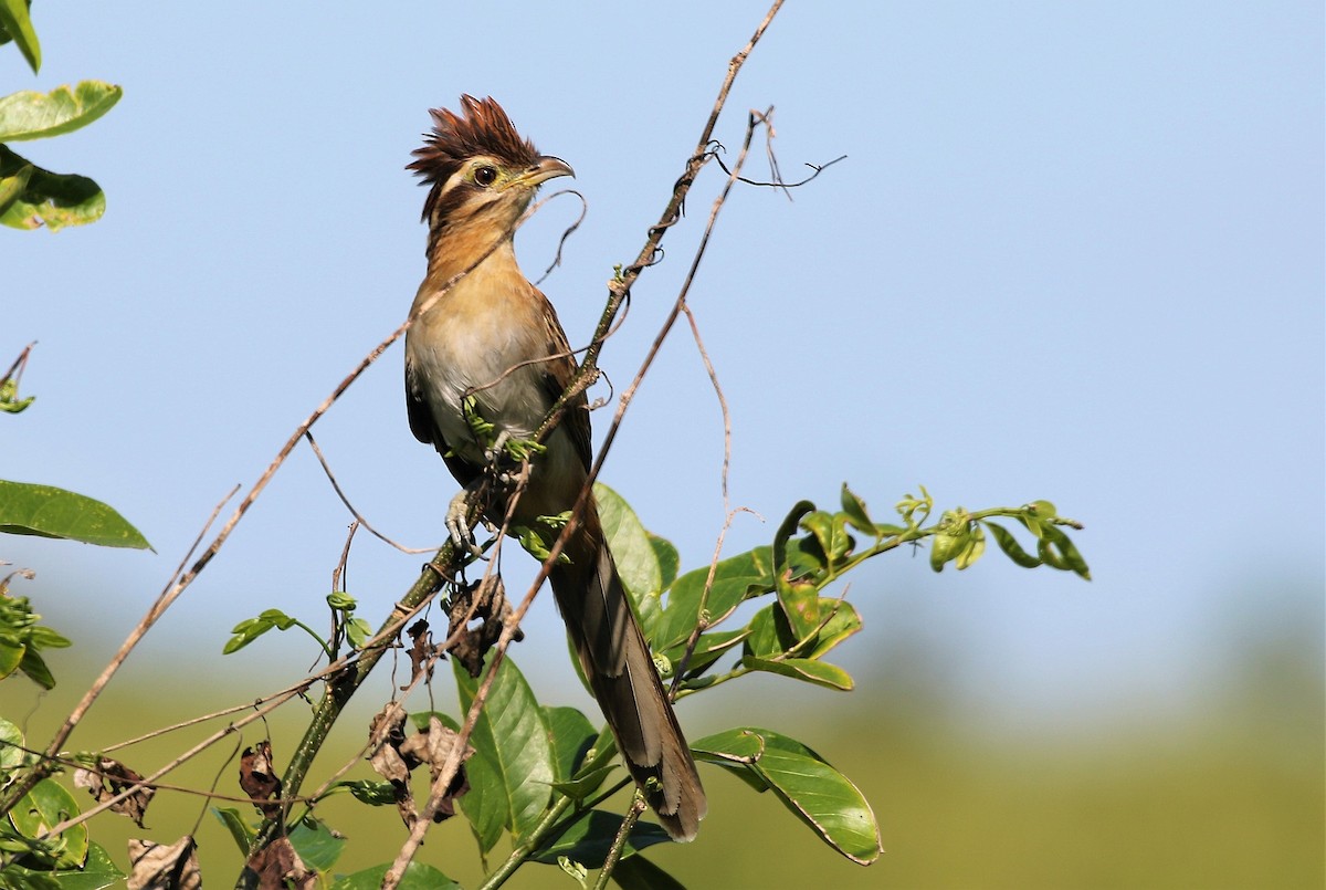 Striped Cuckoo - ML167902401