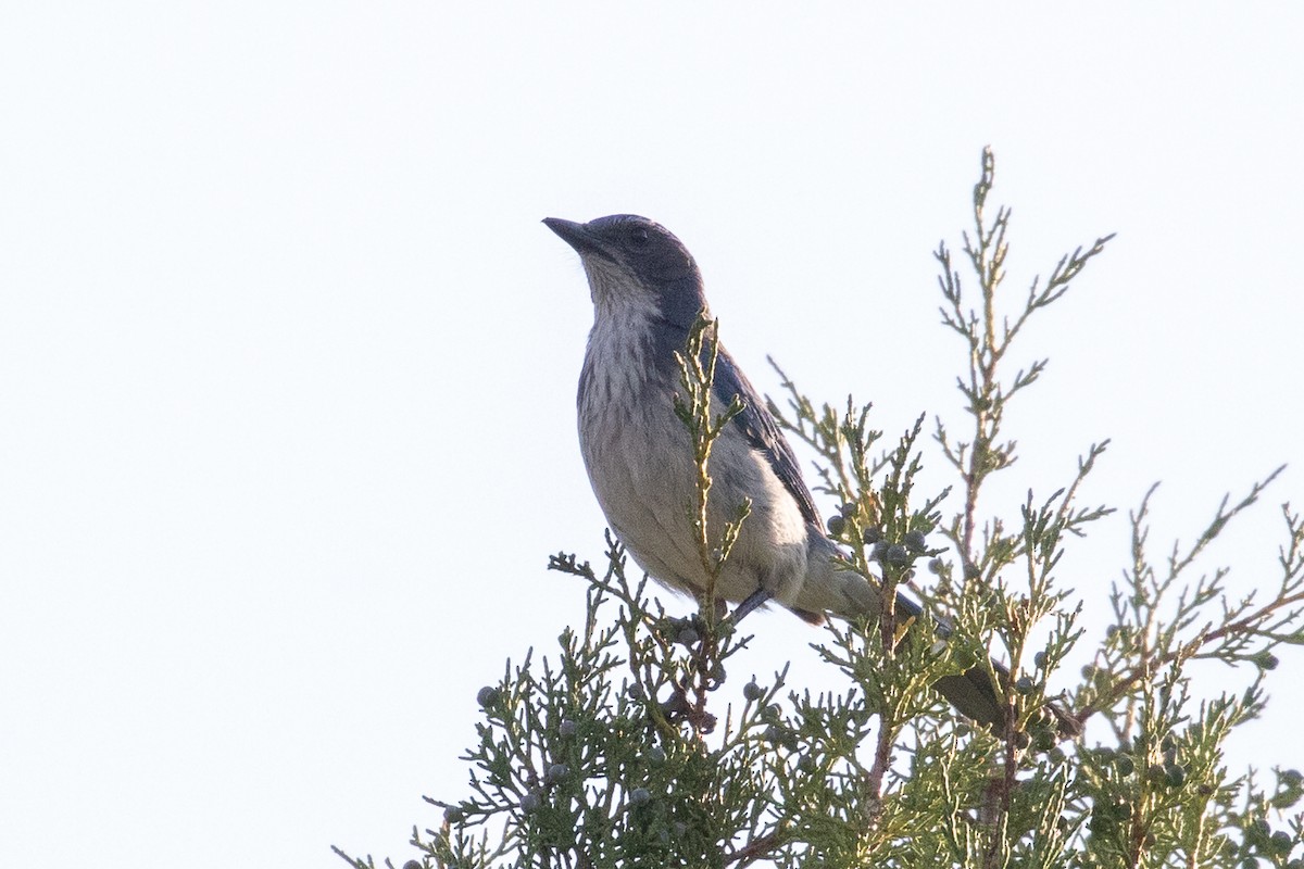 California Scrub-Jay - ML167904051