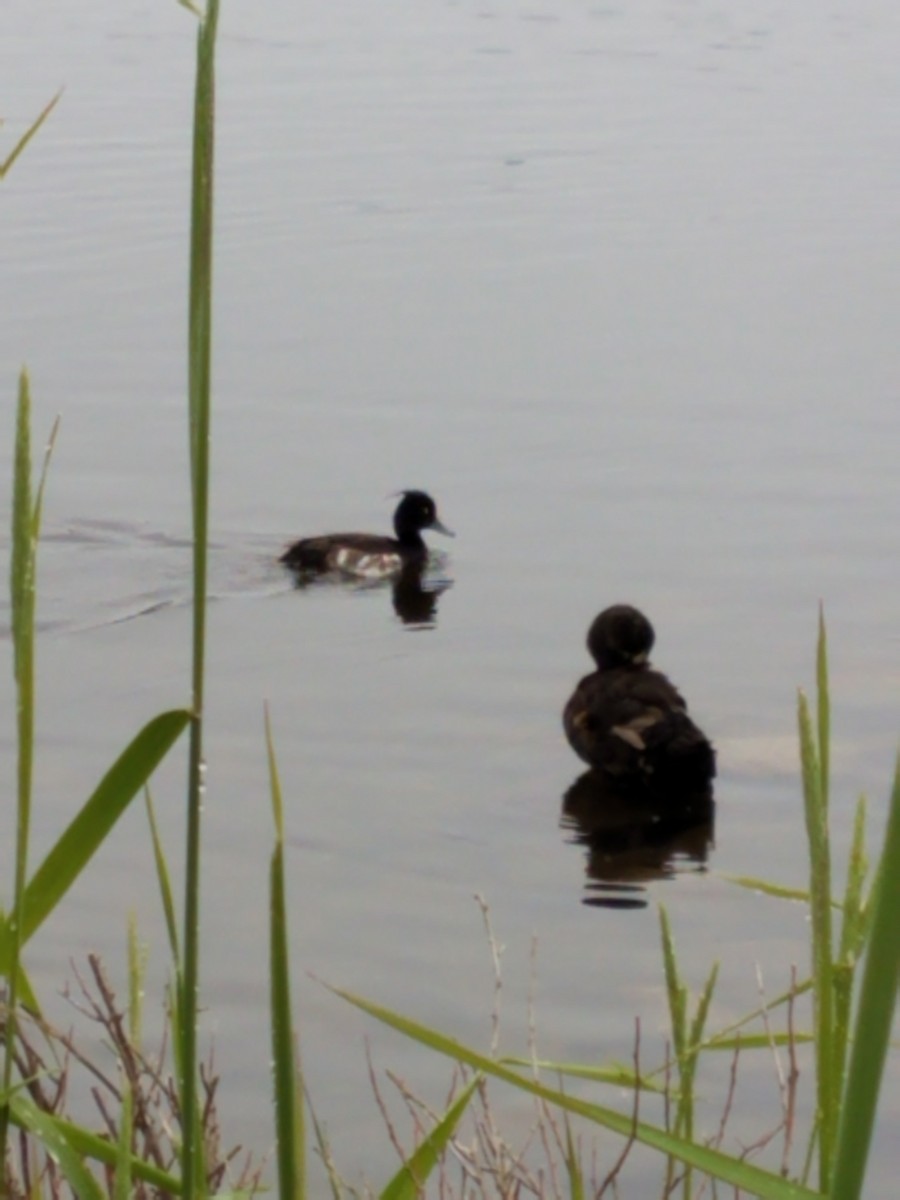 Tufted Duck - ML167905371