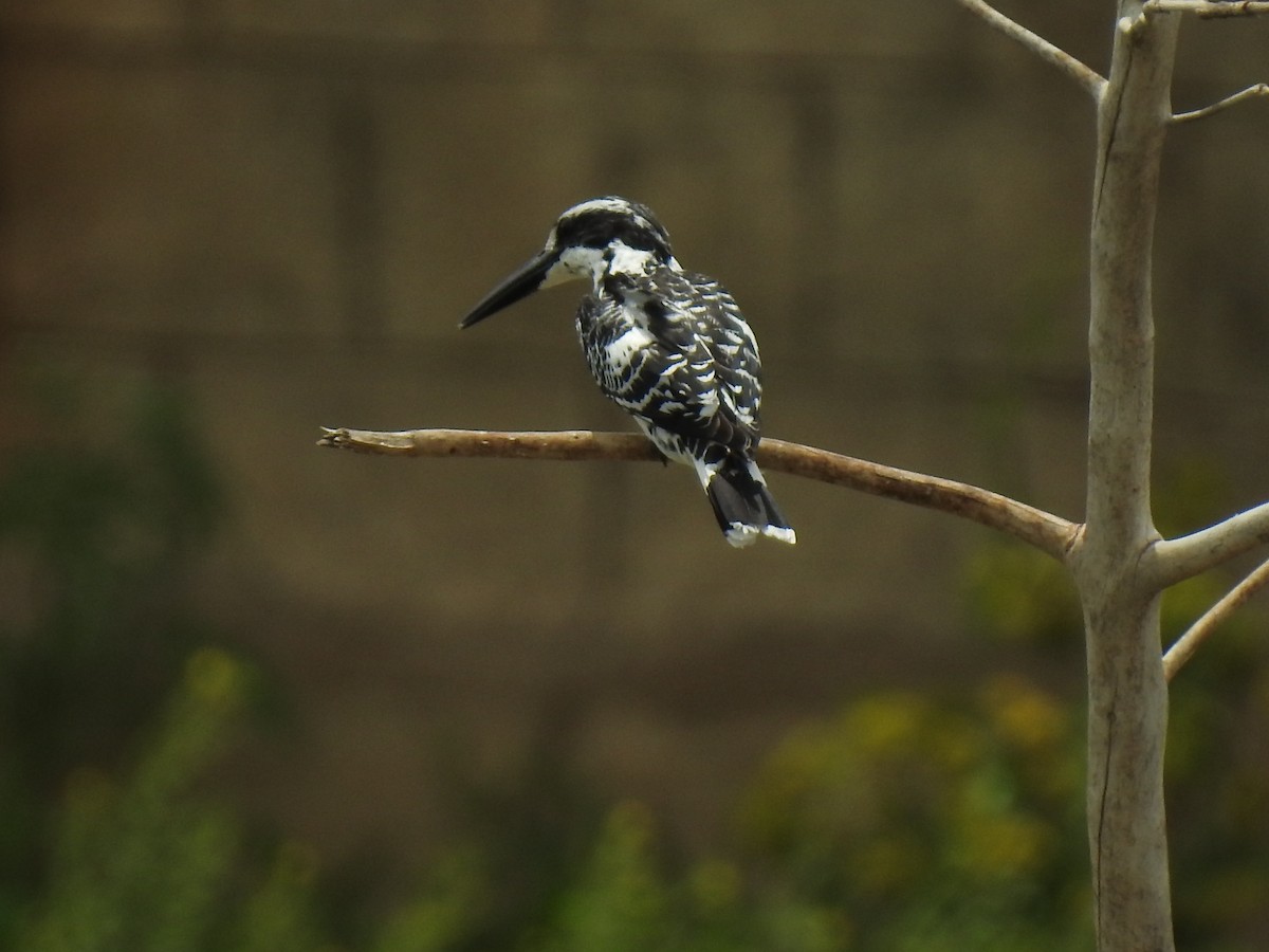 Pied Kingfisher - ML167906391