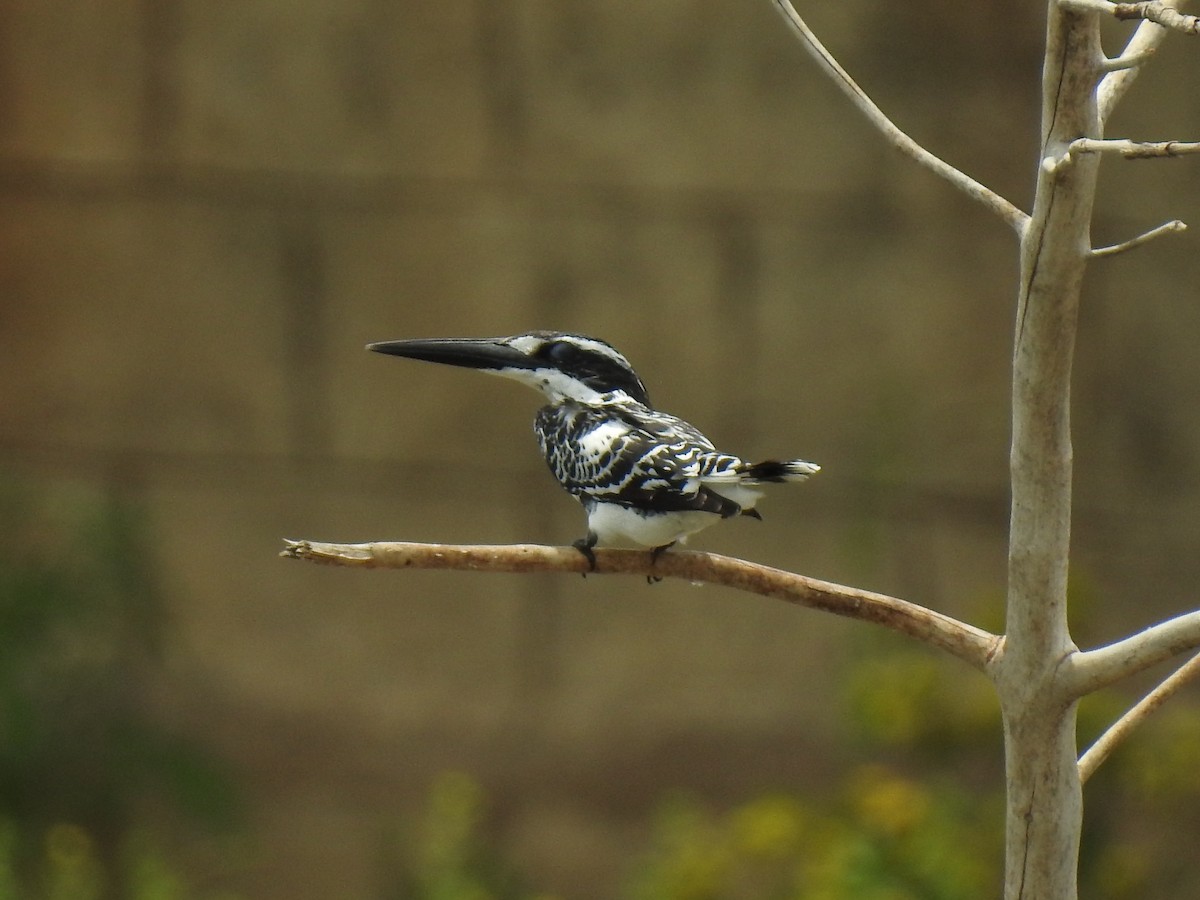 Pied Kingfisher - ML167906451