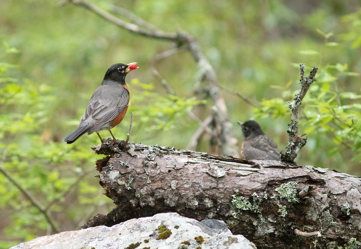American Robin - Doug Hitchcox