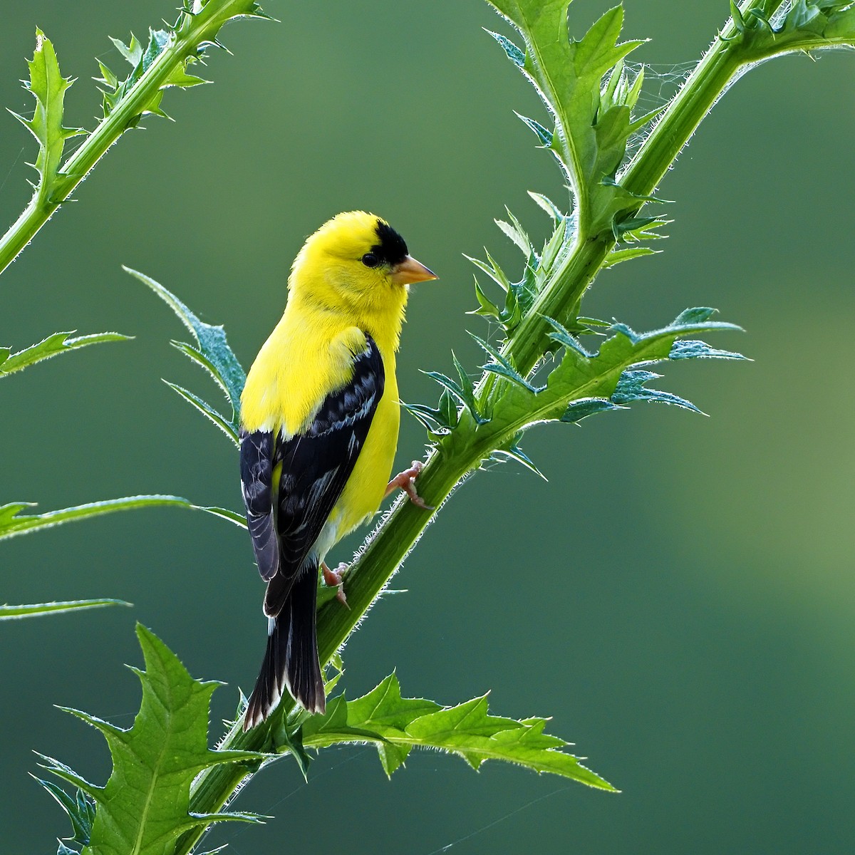 Chardonneret jaune - ML167906731