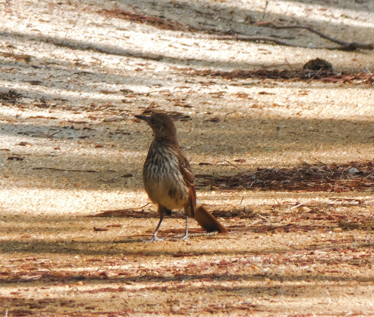 Brown Thrasher - ML167907411