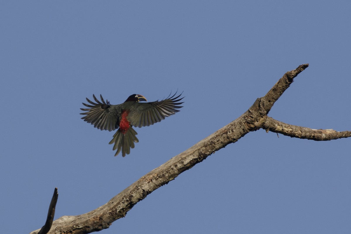 Chestnut-eared Aracari - Silvia Faustino Linhares