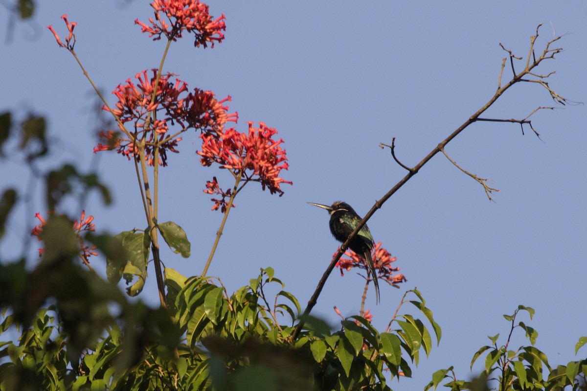 Paradise Jacamar - Silvia Faustino Linhares