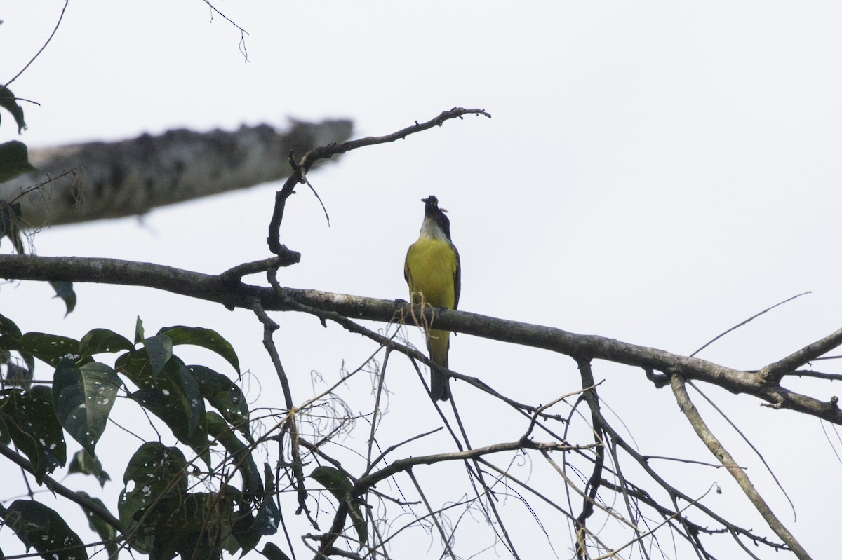 Great Kiskadee - Silvia Faustino Linhares