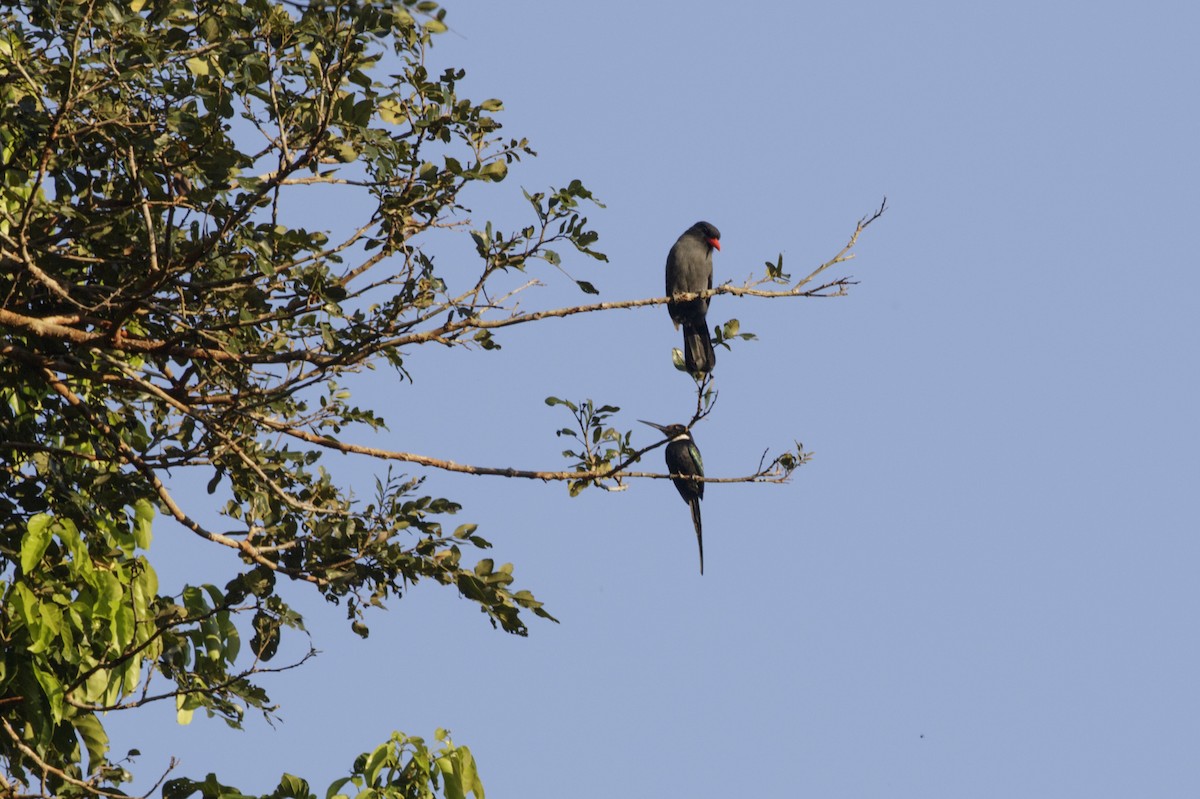 Black-fronted Nunbird - Silvia Faustino Linhares