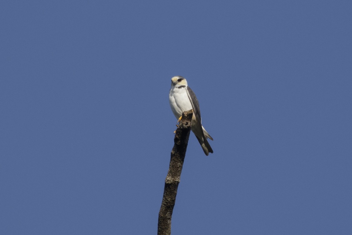 Pearl Kite - ML167907911