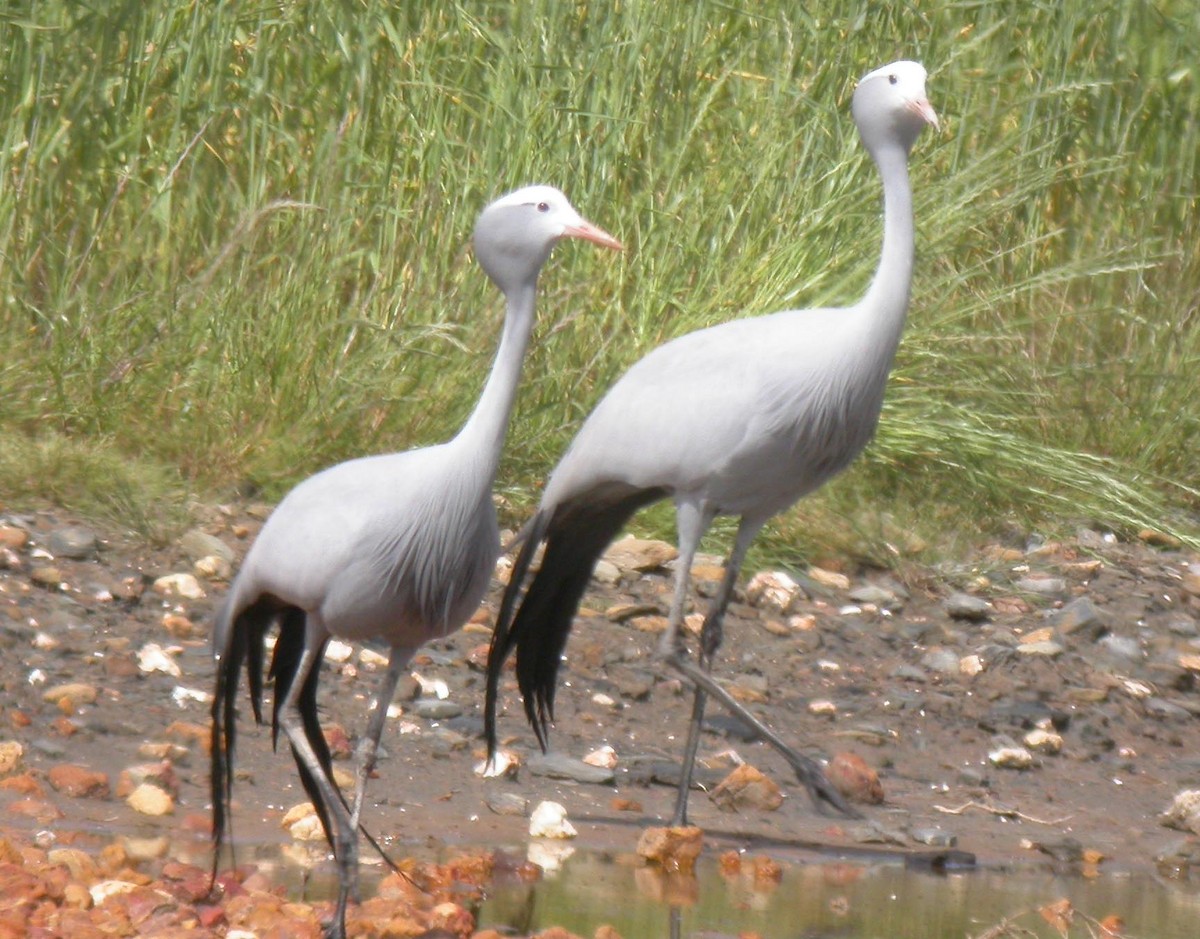 Blue Crane - ML167907971