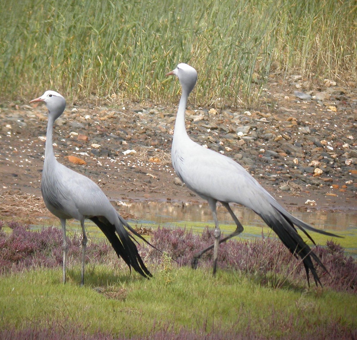 Blue Crane - ML167907991