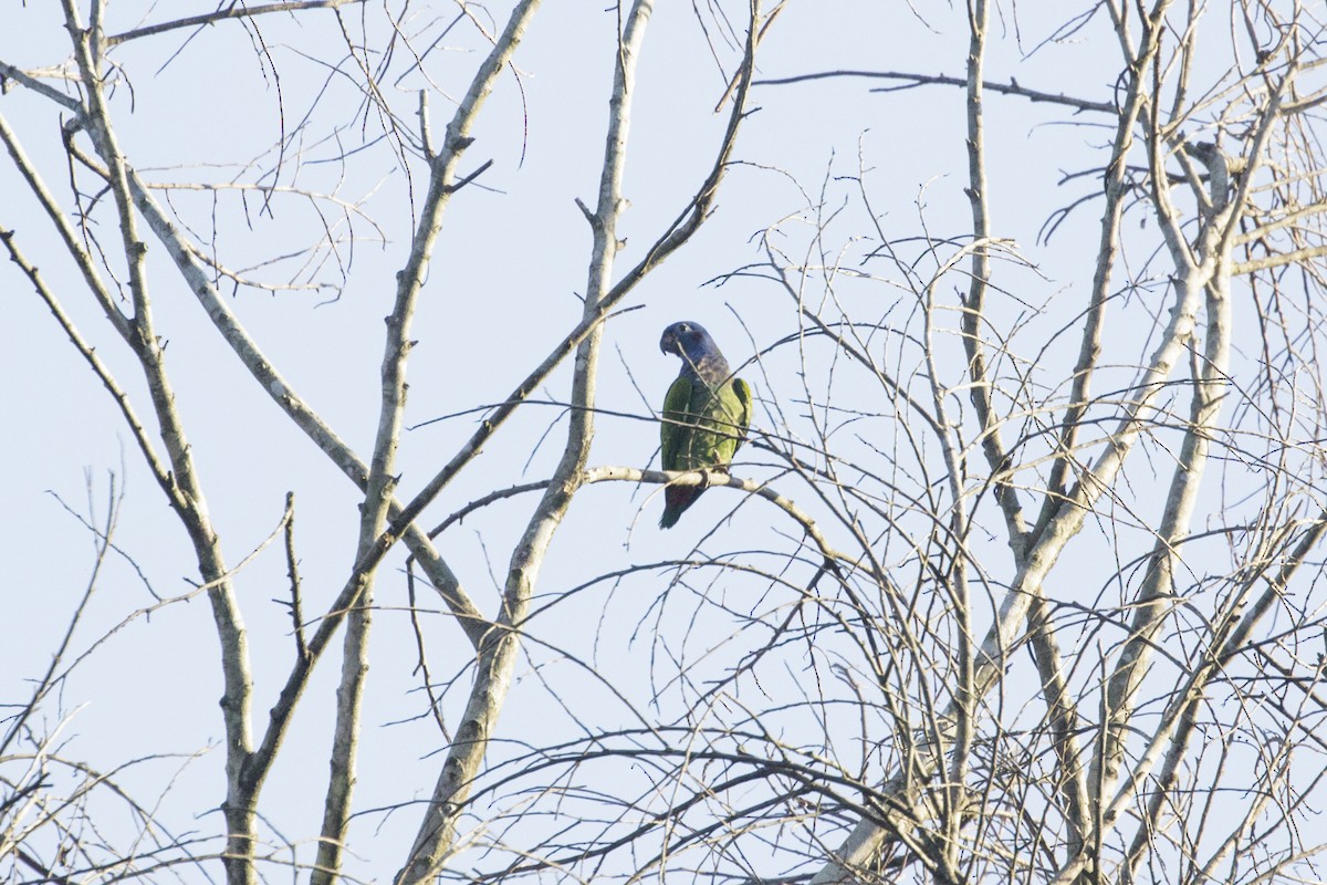 Pione à tête bleue (menstruus/rubrigularis) - ML167908031