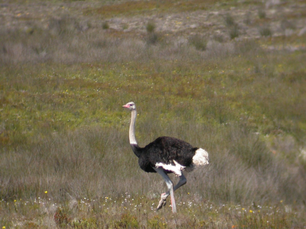 Common Ostrich - ML167908041