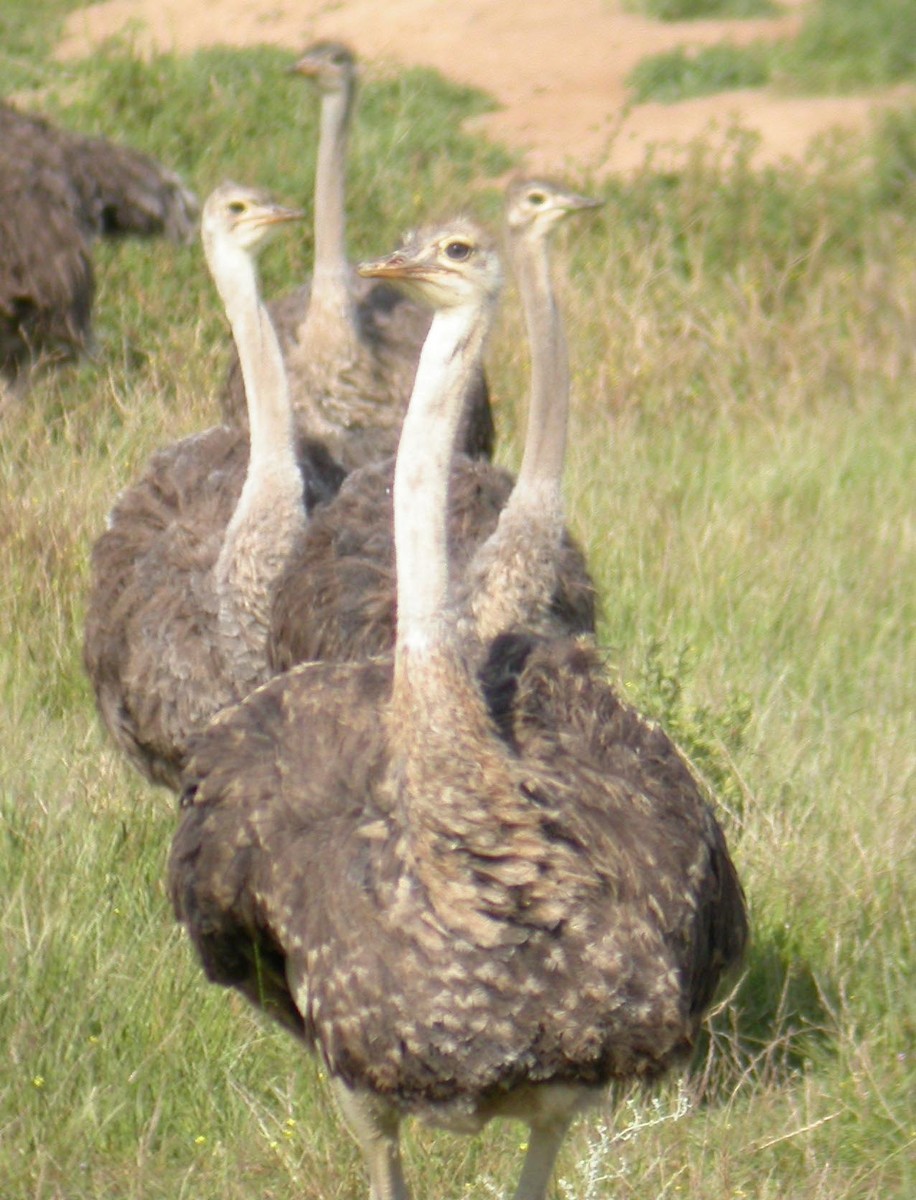 Common Ostrich - ML167908091