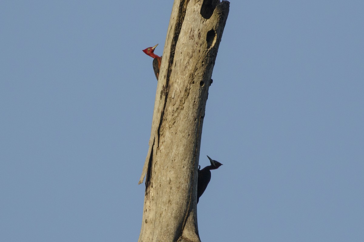 Red-necked Woodpecker - Silvia Faustino Linhares