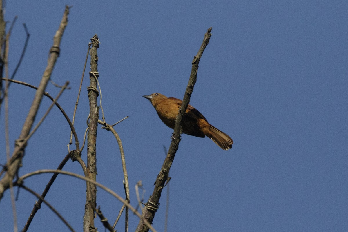 White-lined Tanager - Silvia Faustino Linhares