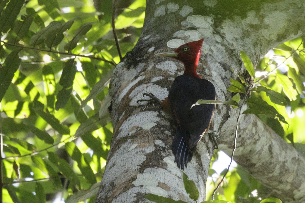 Red-necked Woodpecker - Silvia Faustino Linhares
