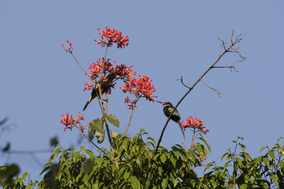 Yellow-rumped Cacique - ML167908631