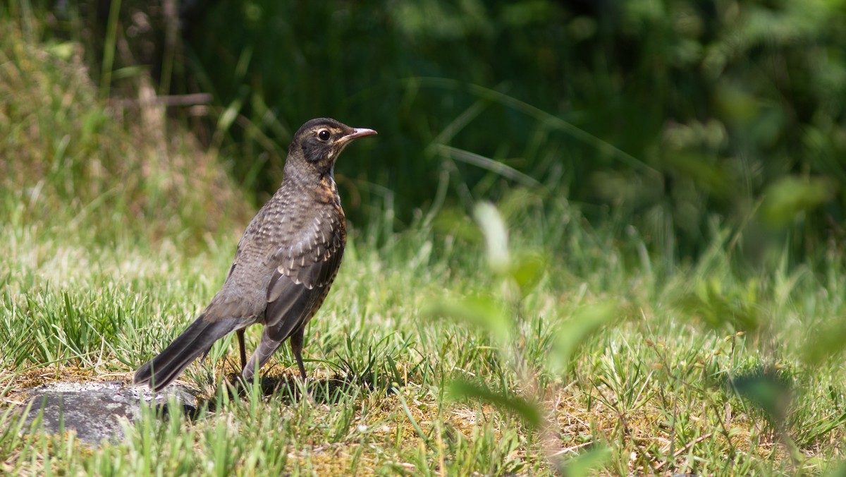 American Robin - ML167910971