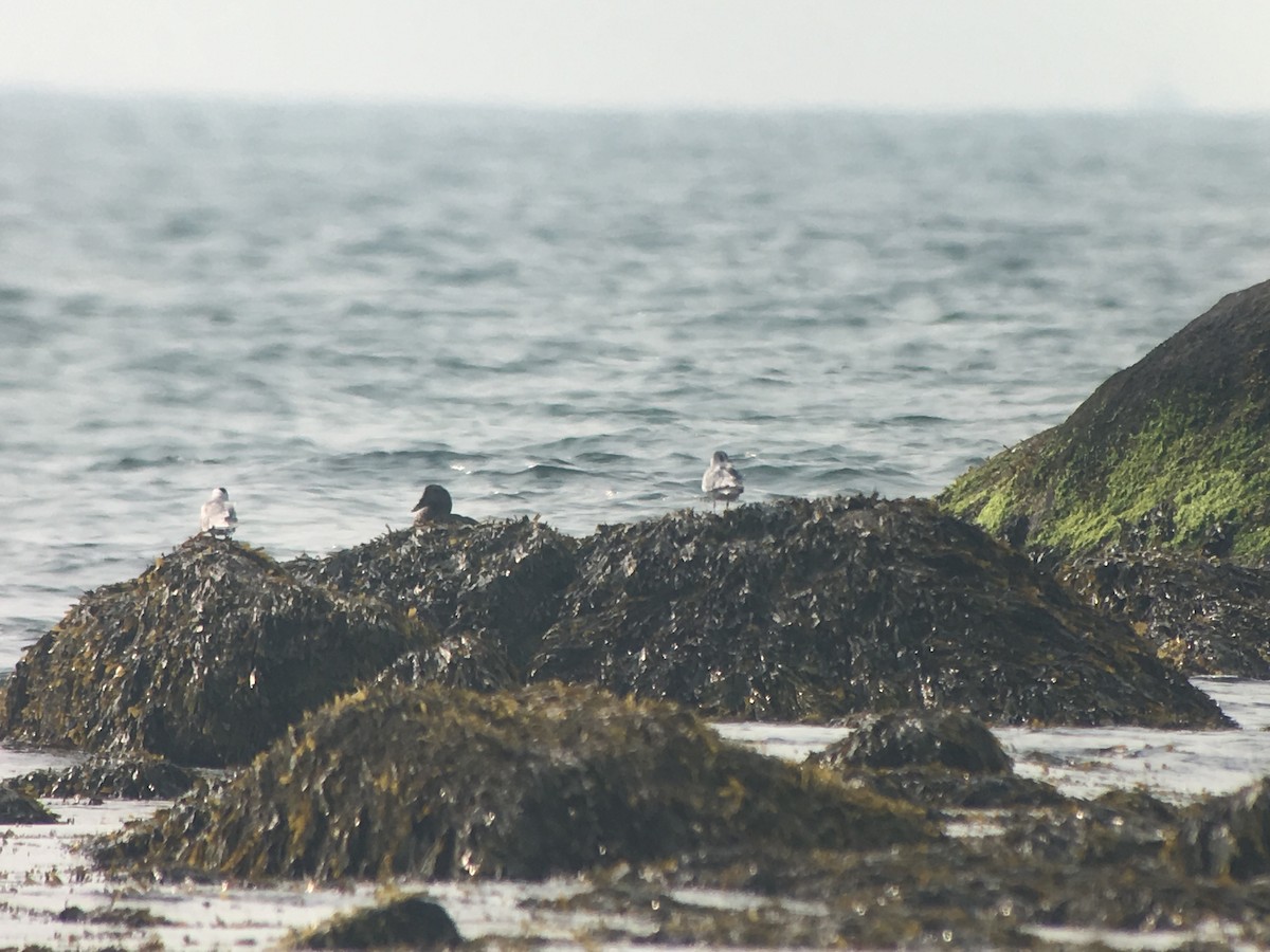 Bonaparte's Gull - Marshall Iliff