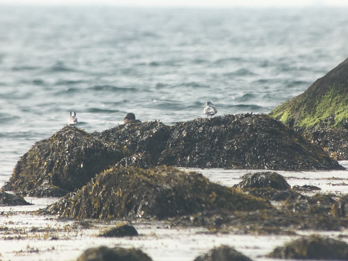 Bonaparte's Gull - Marshall Iliff