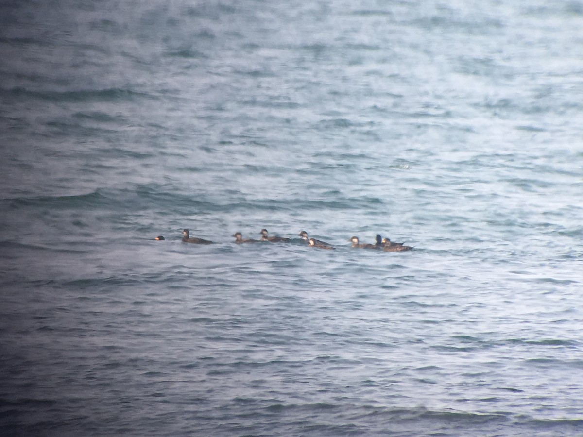 Black Scoter - Marshall Iliff