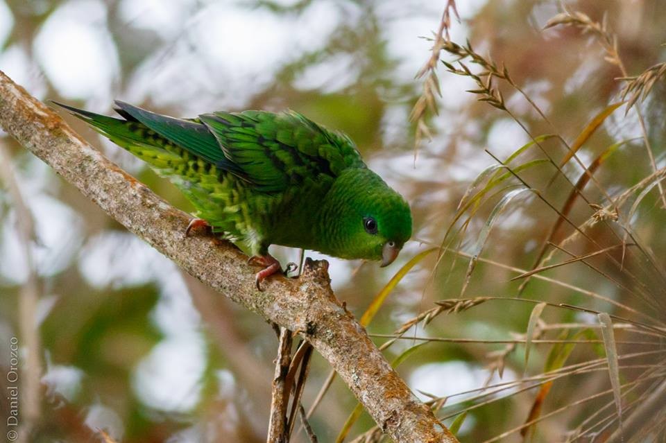 Barred Parakeet - Daniel Orozco Montoya