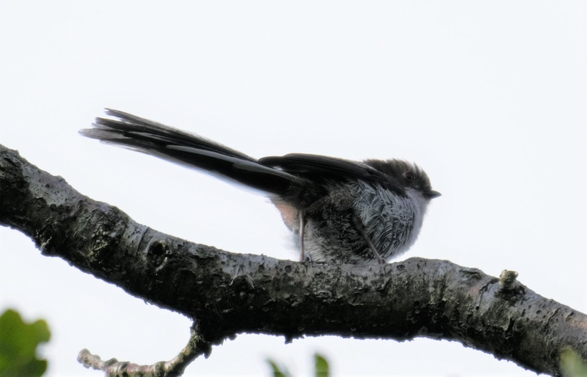 Long-tailed Tit - ML167914311