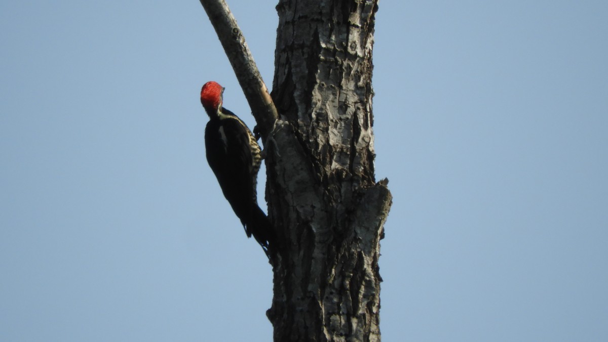 Lineated Woodpecker - ML167915851
