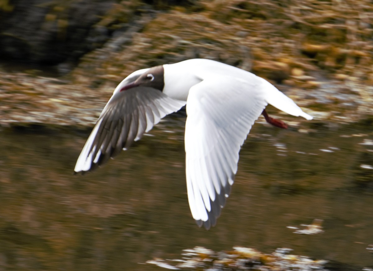 Black-headed Gull - Sue Riffe