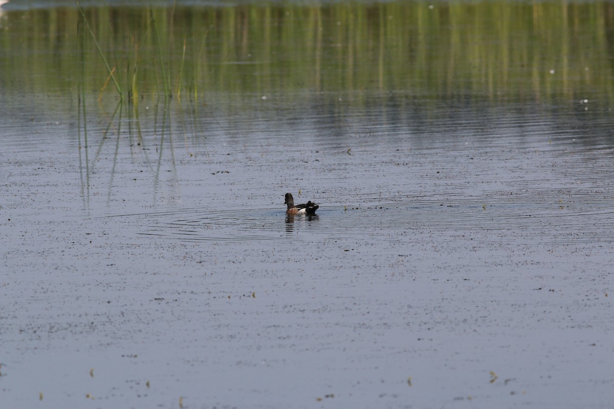 American Wigeon - ML167921751