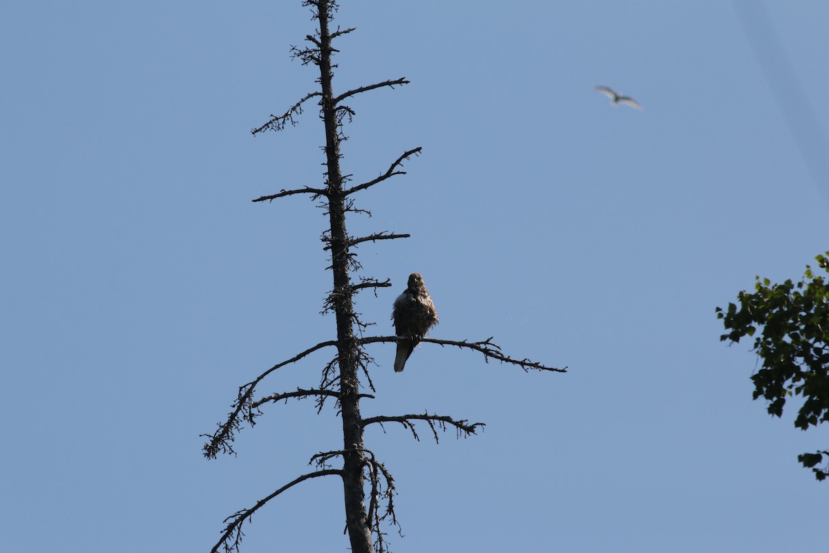 Red-tailed Hawk - ML167922091