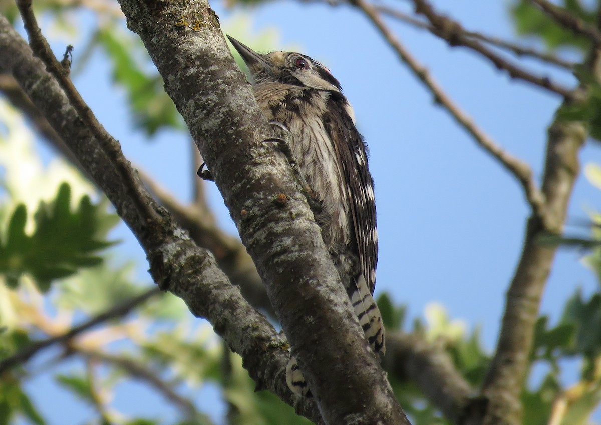 Lesser Spotted Woodpecker - ML167923971