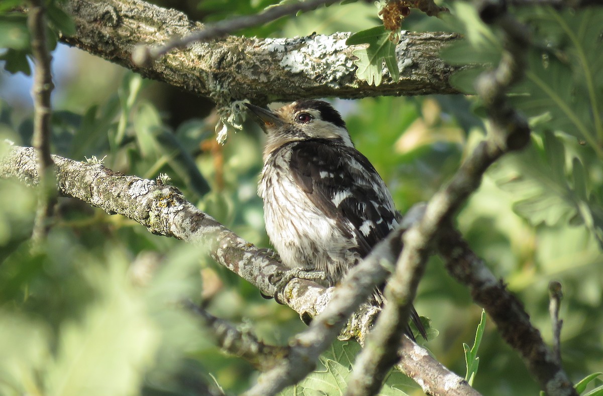 Lesser Spotted Woodpecker - ML167923981