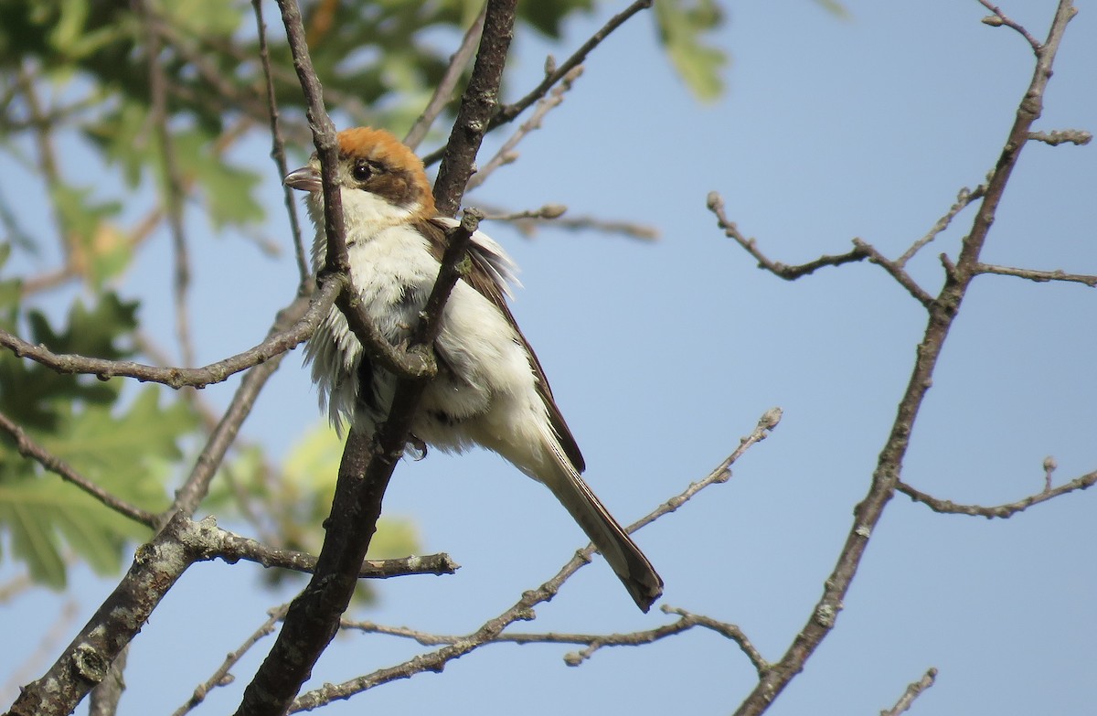 Woodchat Shrike - ML167924081