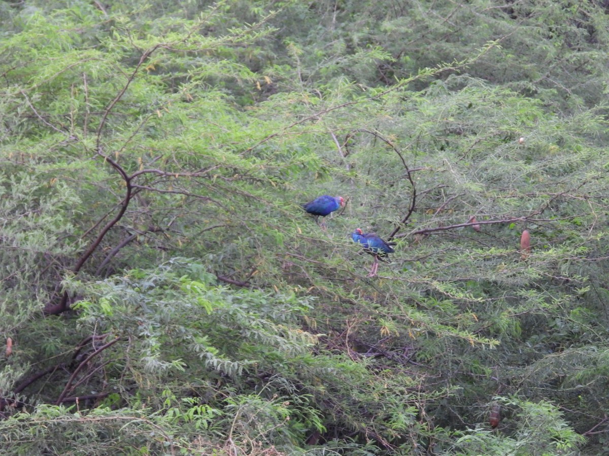 Gray-headed Swamphen - ML167924121