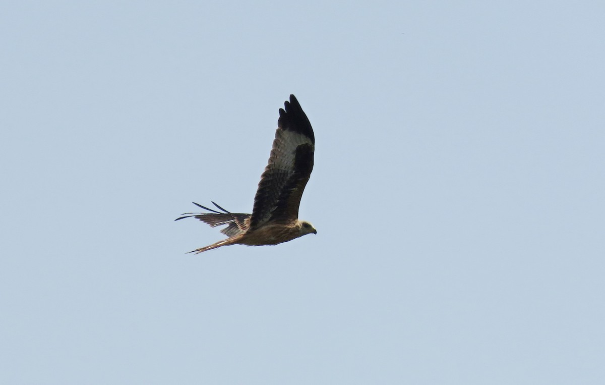 Red Kite - ML167924161