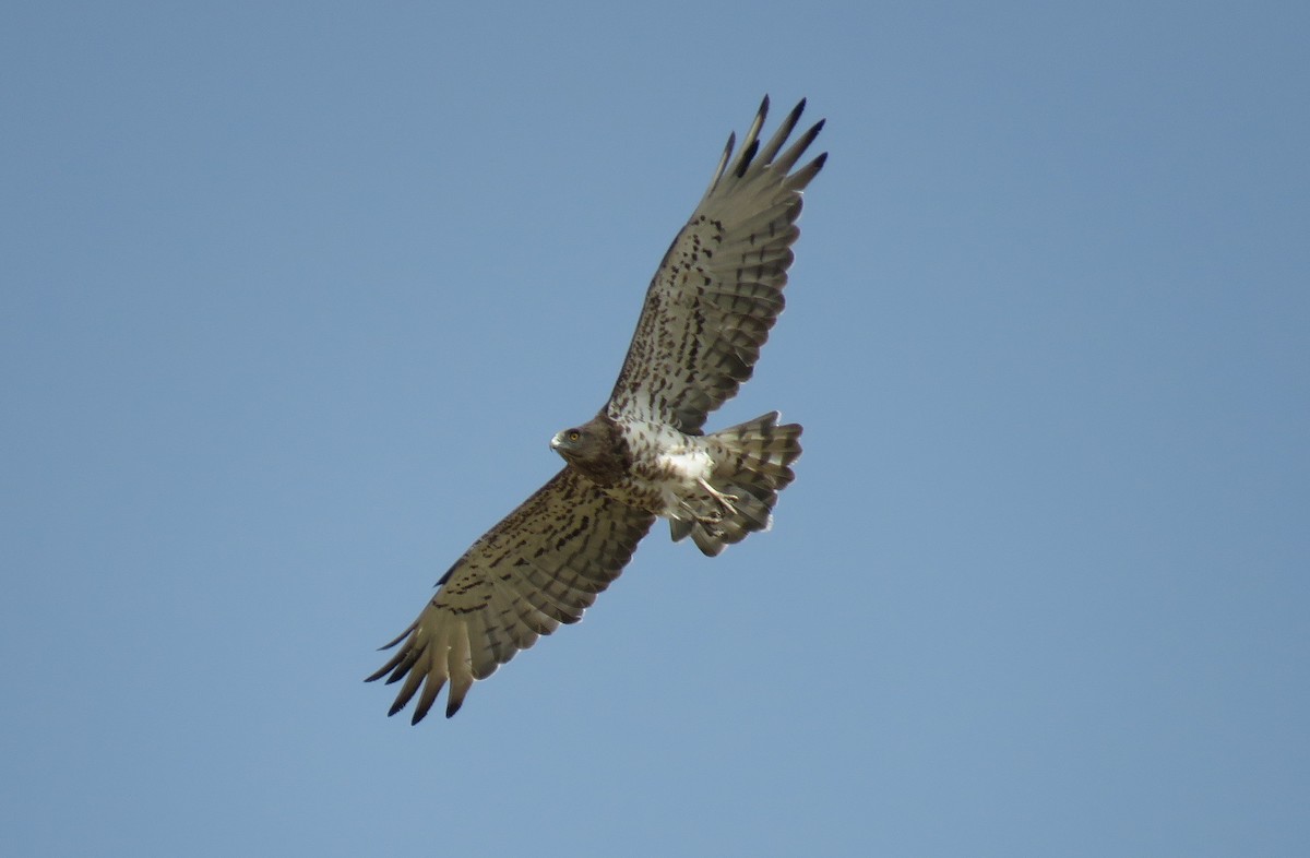 Short-toed Snake-Eagle - ML167924511