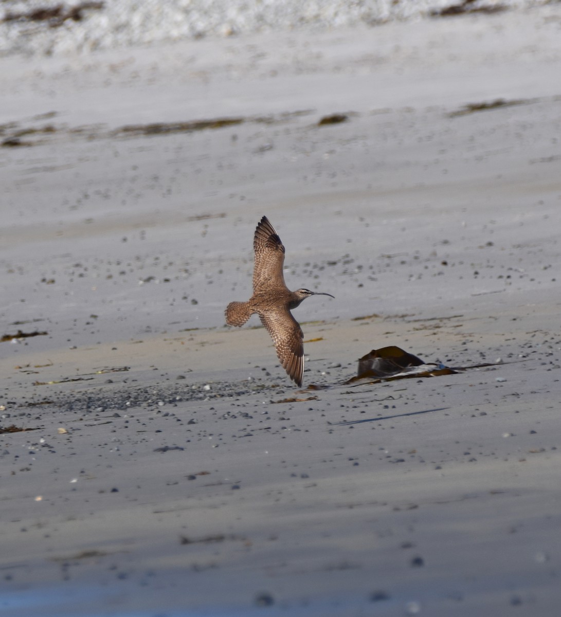 Hudsonian Whimbrel - ML167925101